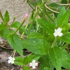 Epilobium ciliatum at Mansfield, VIC - 30 Dec 2023