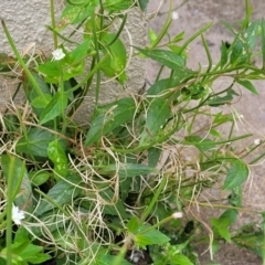 Epilobium ciliatum at Mansfield, VIC - 30 Dec 2023