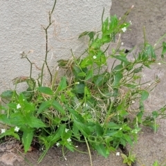 Epilobium ciliatum at Mansfield, VIC - 30 Dec 2023