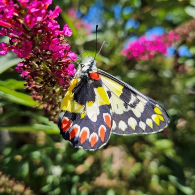 Delias aganippe (Spotted Jezebel) at Braidwood, NSW - 30 Dec 2023 by MatthewFrawley