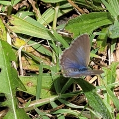 Zizina otis (Common Grass-Blue) at Mansfield, VIC - 30 Dec 2023 by trevorpreston