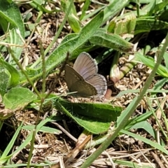 Zizina otis at Mansfield, VIC - 30 Dec 2023 01:22 PM
