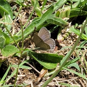 Zizina otis at Mansfield, VIC - 30 Dec 2023 01:22 PM