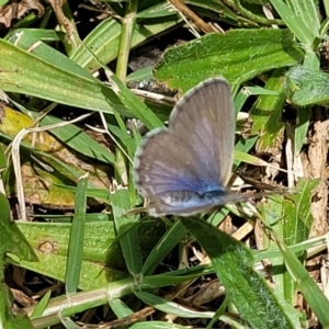 Zizina otis at Mansfield, VIC - 30 Dec 2023 01:22 PM
