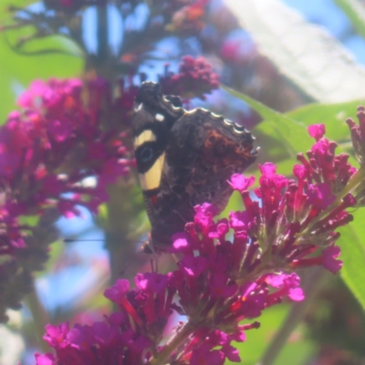 Vanessa itea (Yellow Admiral) at Braidwood, NSW - 30 Dec 2023 by MatthewFrawley