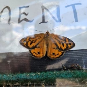 Heteronympha merope at QPRC LGA - 30 Dec 2023 03:18 PM