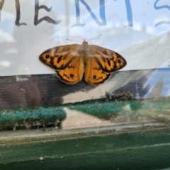 Heteronympha merope at QPRC LGA - 30 Dec 2023 03:18 PM