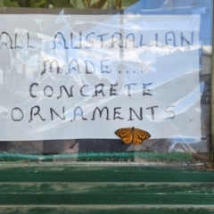 Heteronympha merope at QPRC LGA - 30 Dec 2023 03:18 PM