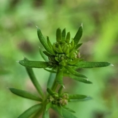 Galium aparine (Goosegrass, Cleavers) at Mansfield, VIC - 30 Dec 2023 by trevorpreston