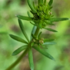 Galium aparine at Mansfield, VIC - 30 Dec 2023