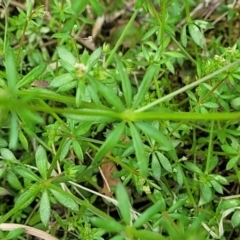 Galium aparine at Mansfield, VIC - 30 Dec 2023 01:20 PM