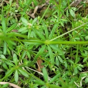 Galium aparine at Mansfield, VIC - 30 Dec 2023