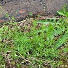 Galium aparine at Mansfield, VIC - 30 Dec 2023