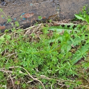 Galium aparine at Mansfield, VIC - 30 Dec 2023