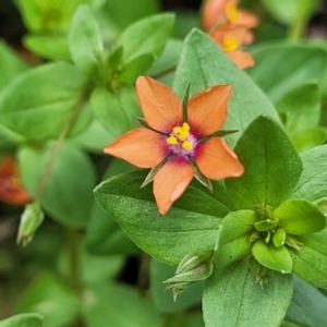 Lysimachia arvensis at Mansfield, VIC - 30 Dec 2023 01:19 PM