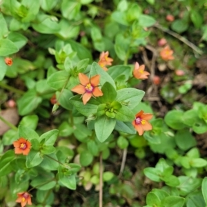 Lysimachia arvensis at Mansfield, VIC - 30 Dec 2023