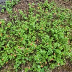 Lysimachia arvensis at Mansfield, VIC - 30 Dec 2023