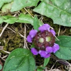 Prunella vulgaris (Self-heal, Heal All) at Mansfield, VIC - 30 Dec 2023 by trevorpreston