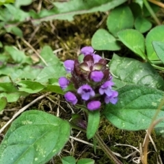 Prunella vulgaris at Mansfield, VIC - 30 Dec 2023