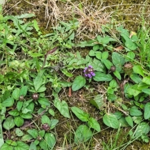 Prunella vulgaris at Mansfield, VIC - 30 Dec 2023