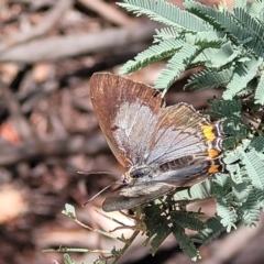 Unidentified Blue or Copper (Lycaenidae) at Mansfield, VIC - 30 Dec 2023 by trevorpreston