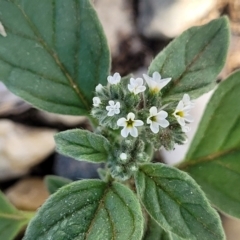 Heliotropium europaeum (Common Heliotrope, Potato Weed) at Little Billabong, NSW - 29 Dec 2023 by trevorpreston