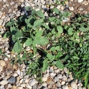 Heliotropium europaeum at Little Billabong, NSW - 30 Dec 2023 08:48 AM