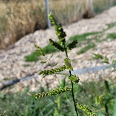 Echinochloa crus-galli (Barnyard Grass) at Little Billabong, NSW - 29 Dec 2023 by trevorpreston