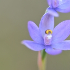 Thelymitra sp. (nuda complex) (Sun Orchid) at Wamboin, NSW - 10 Nov 2022 by natureguy