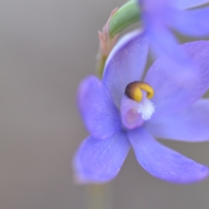 Thelymitra sp. (nuda complex) at QPRC LGA - 10 Nov 2022