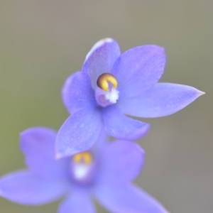 Thelymitra sp. (nuda complex) at QPRC LGA - 10 Nov 2022