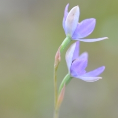 Thelymitra sp. (nuda complex) at QPRC LGA - 10 Nov 2022