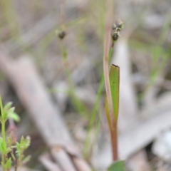 Thelymitra sp. (nuda complex) at QPRC LGA - 10 Nov 2022