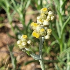 Pseudognaphalium luteoalbum (Jersey Cudweed) at Little Billabong, NSW - 30 Dec 2023 by trevorpreston