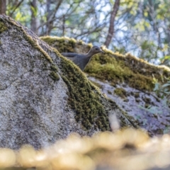 Menura novaehollandiae (Superb Lyrebird) at Tidbinbilla Nature Reserve - 29 Dec 2023 by ReeniRooMartinez