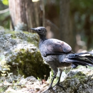 Menura novaehollandiae at Tidbinbilla Nature Reserve - 30 Dec 2023