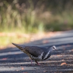 Leucosarcia melanoleuca (Wonga Pigeon) at Tidbinbilla Nature Reserve - 30 Dec 2023 by ReeniRooMartinez