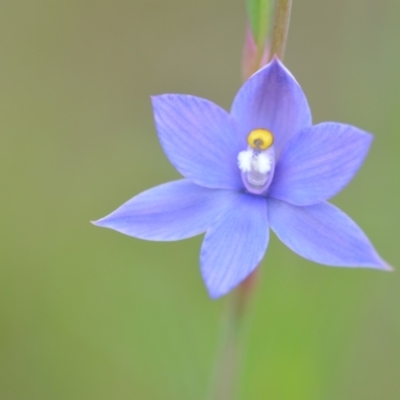 Thelymitra sp. (nuda complex) (Sun Orchid) at QPRC LGA - 10 Nov 2022 by natureguy