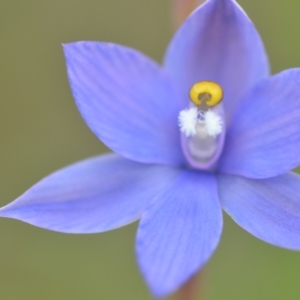 Thelymitra sp. (nuda complex) at QPRC LGA - 10 Nov 2022