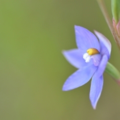 Thelymitra sp. (nuda complex) at QPRC LGA - 10 Nov 2022