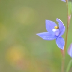 Thelymitra sp. (nuda complex) at QPRC LGA - 10 Nov 2022