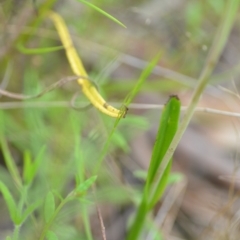 Thelymitra sp. (nuda complex) at QPRC LGA - 10 Nov 2022