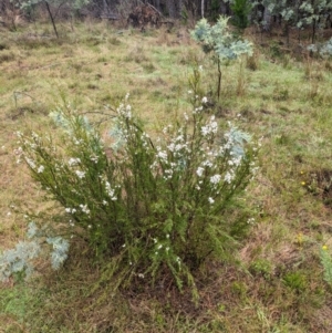 Kunzea ericoides at Pialligo, ACT - 27 Dec 2023 03:56 PM