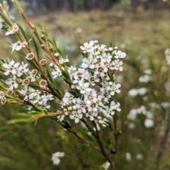 Kunzea ericoides at Pialligo, ACT - 27 Dec 2023 03:56 PM