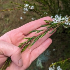 Kunzea ericoides at Pialligo, ACT - 27 Dec 2023 03:56 PM