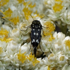 Mordella dumbrelli (Dumbrell's Pintail Beetle) at Downer, ACT - 30 Dec 2023 by RobertD