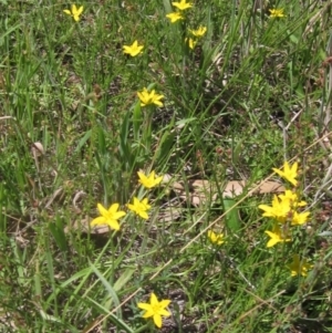 Hypoxis hygrometrica at The Pinnacle - 22 Dec 2023 10:50 AM