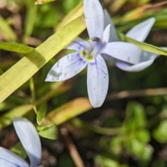 Isotoma fluviatilis subsp. australis (Swamp Isotome) at Tidbinbilla Nature Reserve - 27 Dec 2023 by Miranda