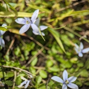 Isotoma fluviatilis subsp. australis at Tidbinbilla Nature Reserve - 28 Dec 2023 10:26 AM