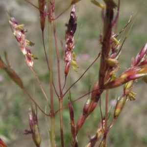 Sorghum leiocladum at The Pinnacle - 22 Dec 2023